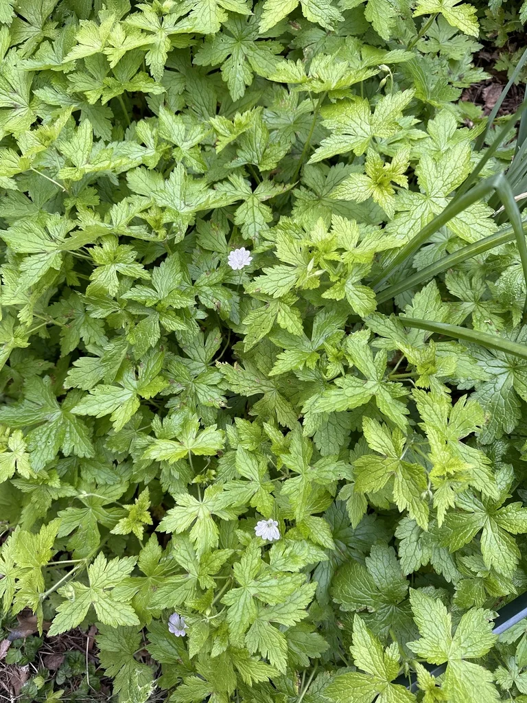 Geranium Versicolor