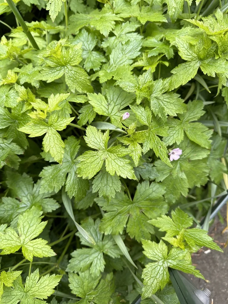 Geranium Versicolor