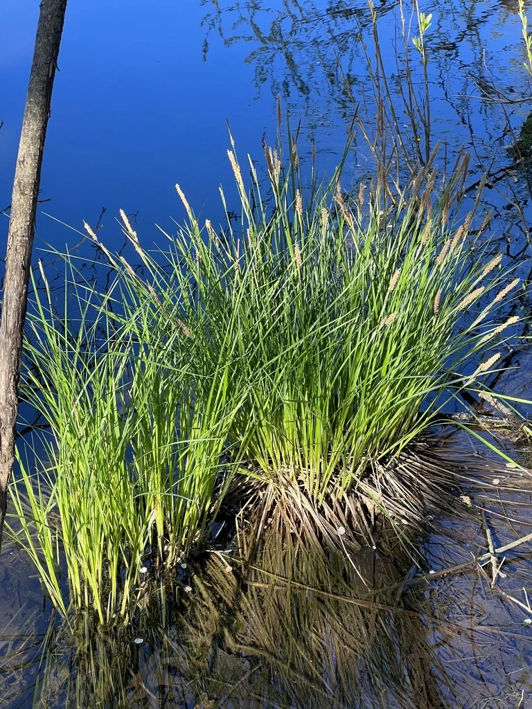 Carex Stricta