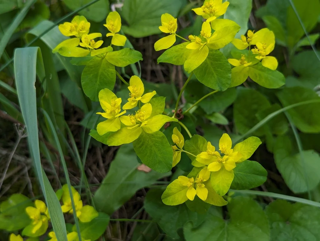 Euphorbia Polychroma