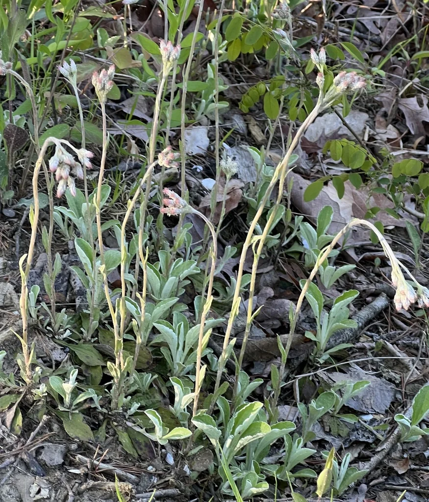 Antennaria Plantaginifolia