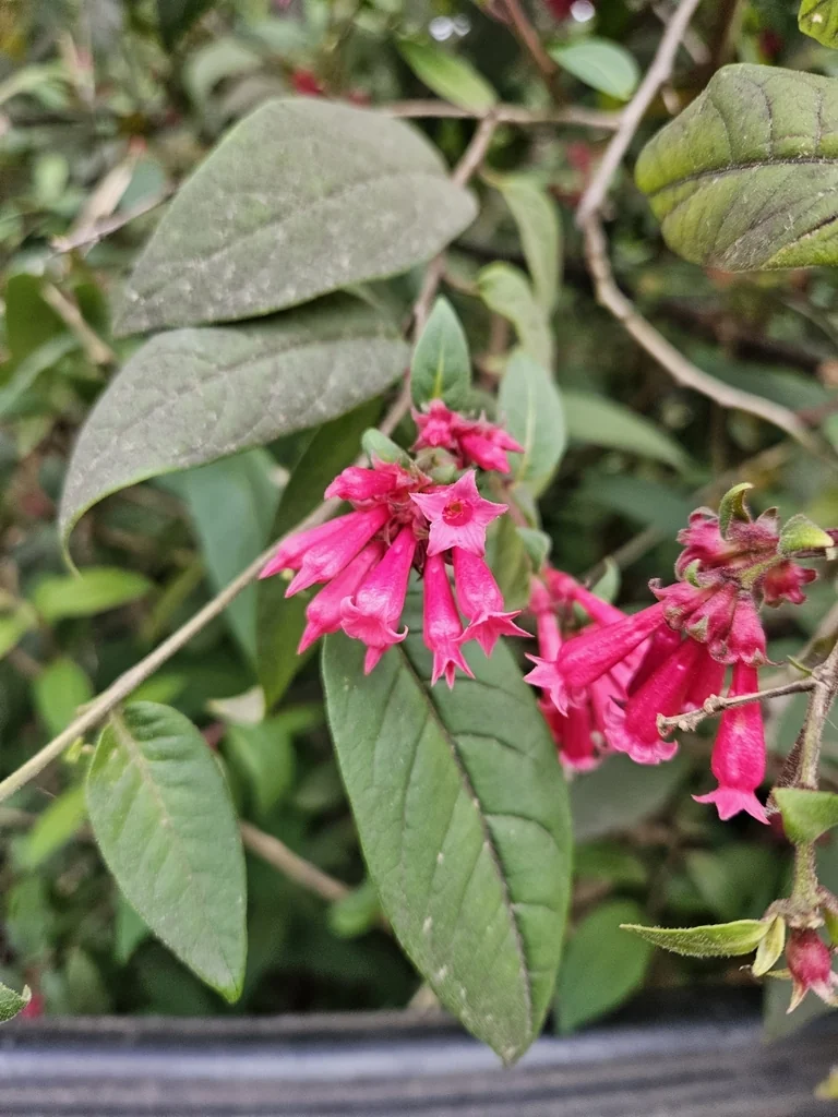 Cestrum Elegans