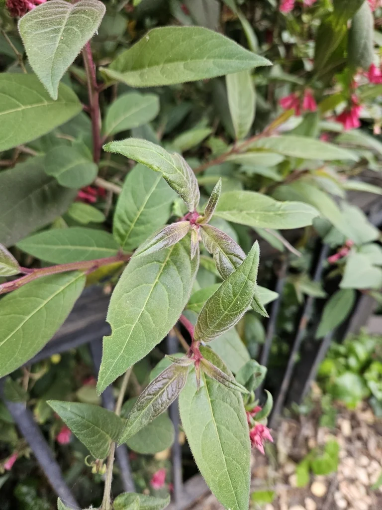 Cestrum Elegans