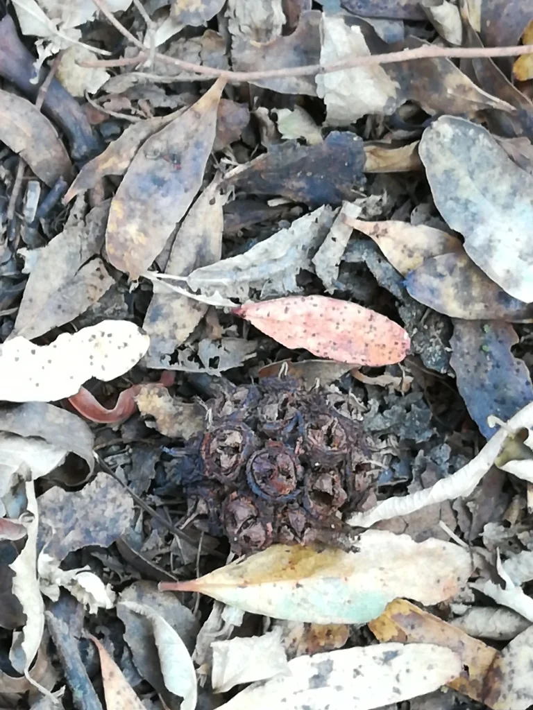 Eucalyptus Conferruminata