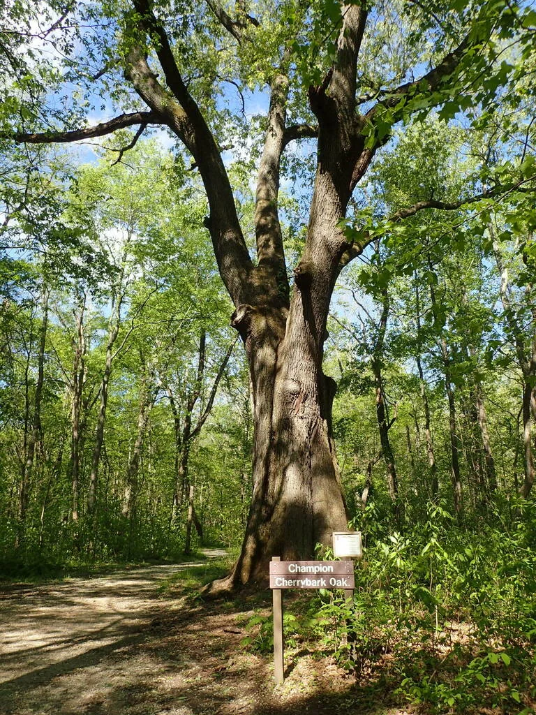 Quercus Pagoda