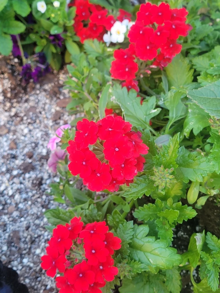 Verbena X Hybrida
