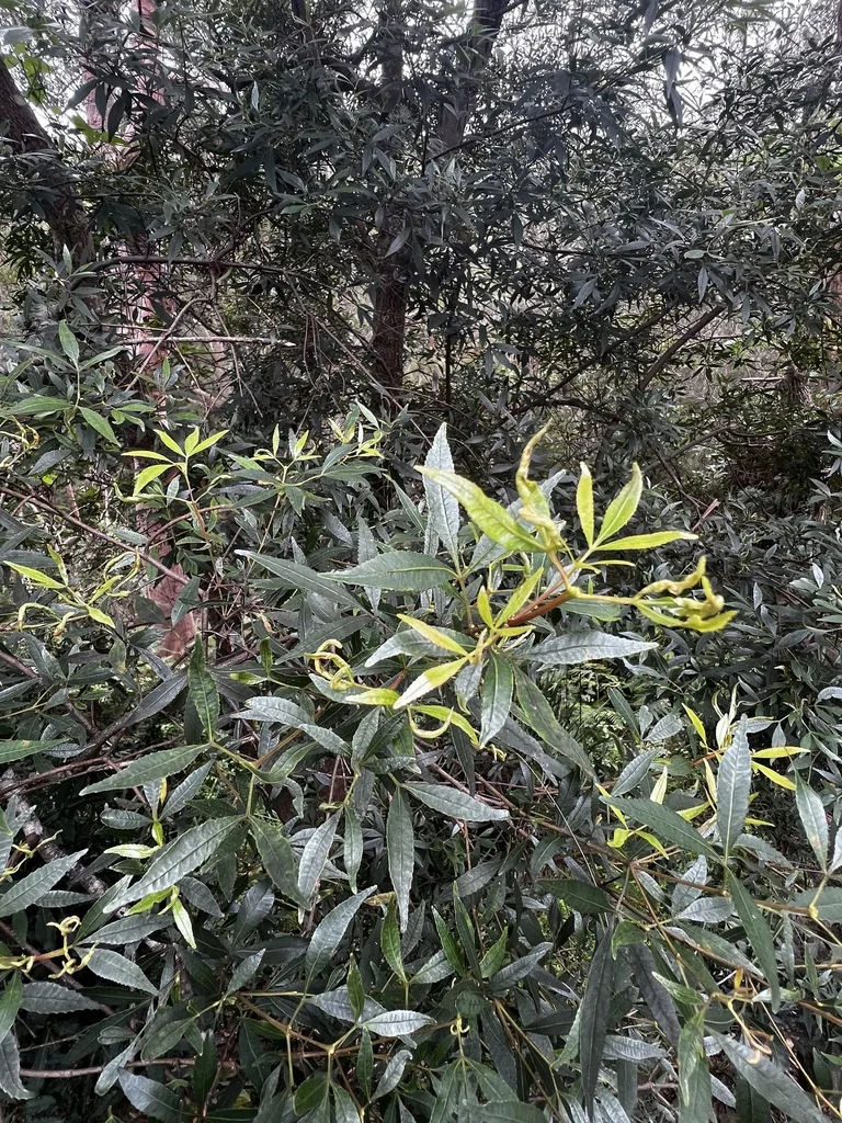 Ceratopetalum Gummiferum