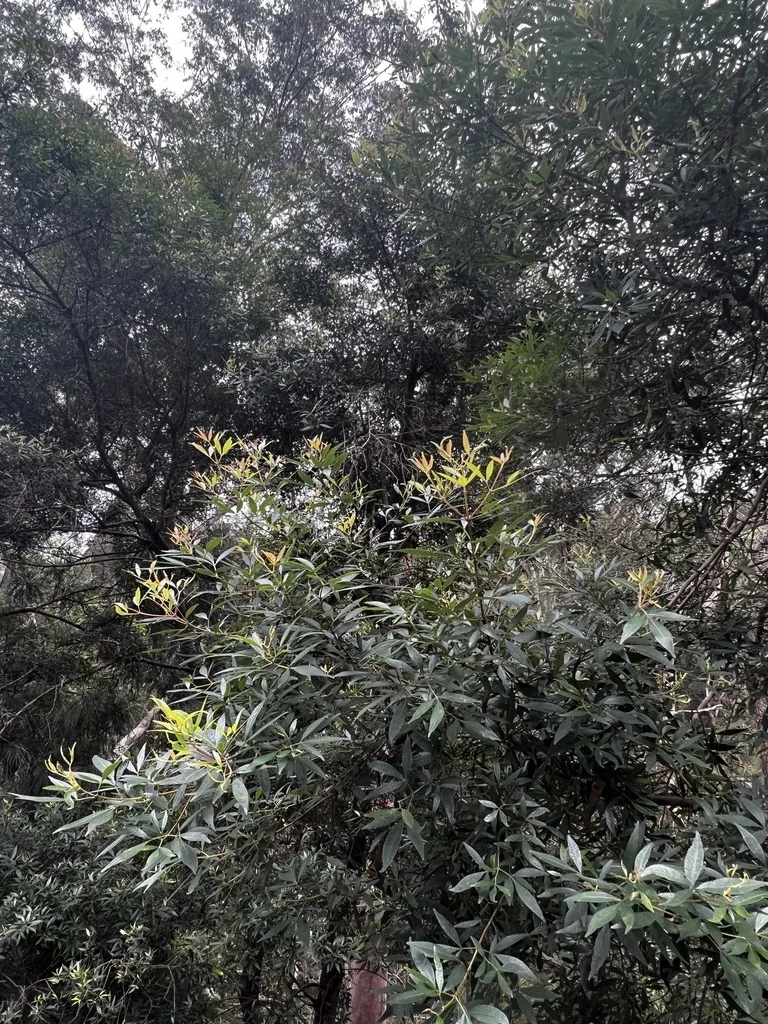 Ceratopetalum Gummiferum