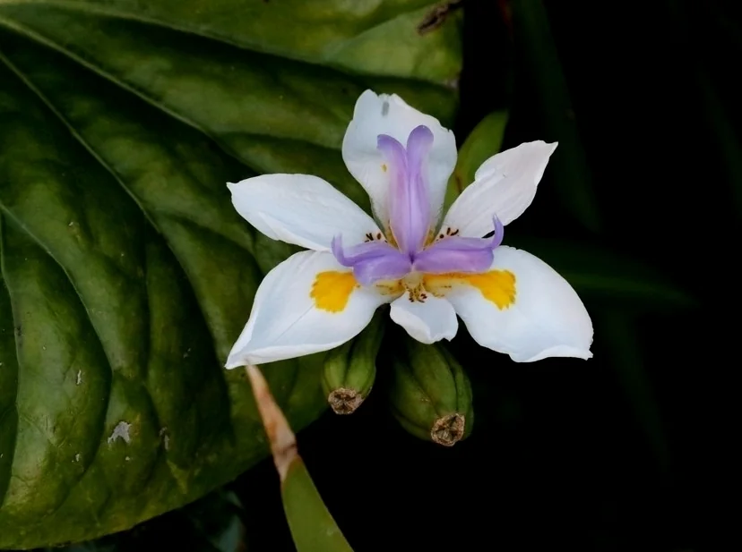Dietes Grandiflora