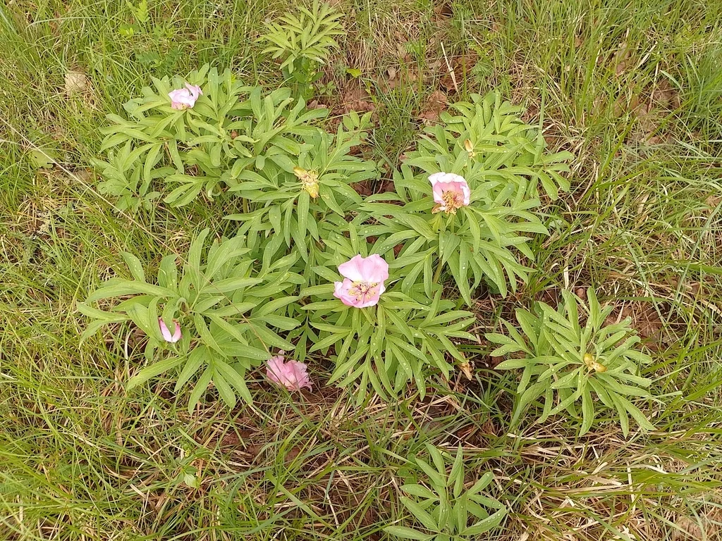 Paeonia Officinalis