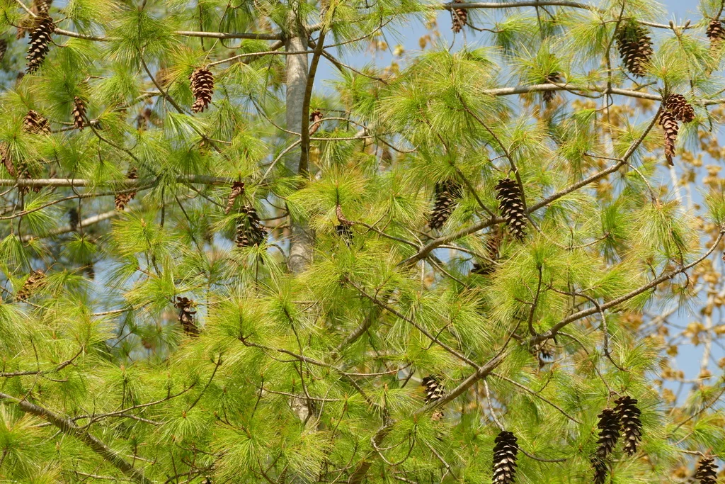 Pinus Wallichiana