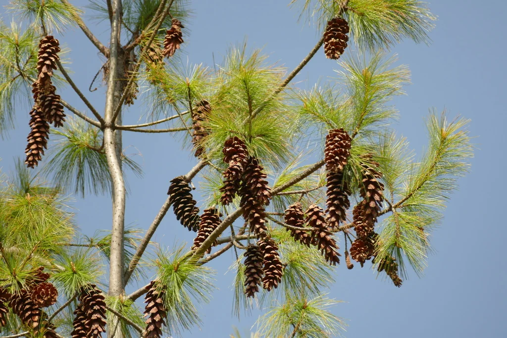 Pinus Wallichiana