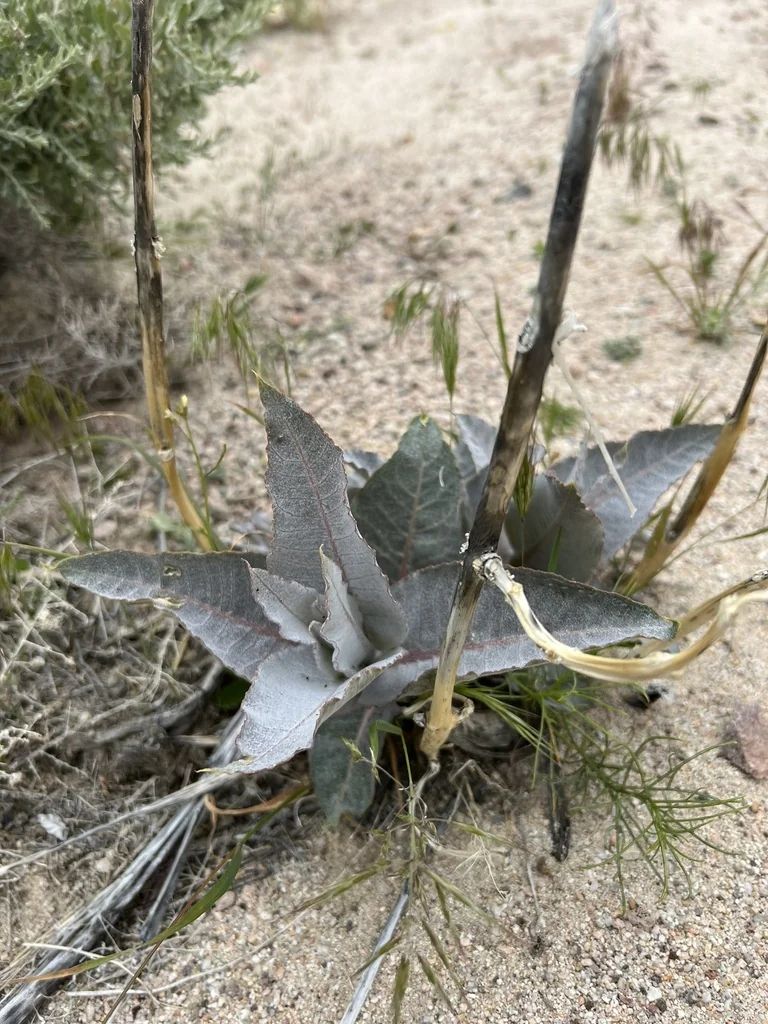 Asclepias Erosa