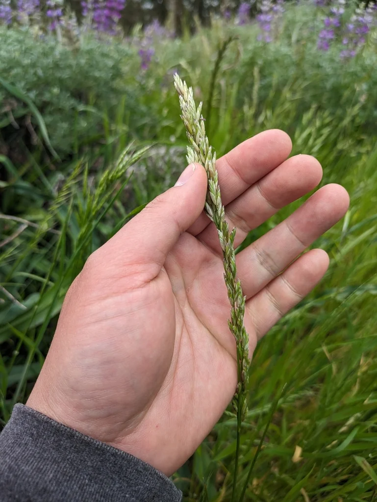 Melica Californica