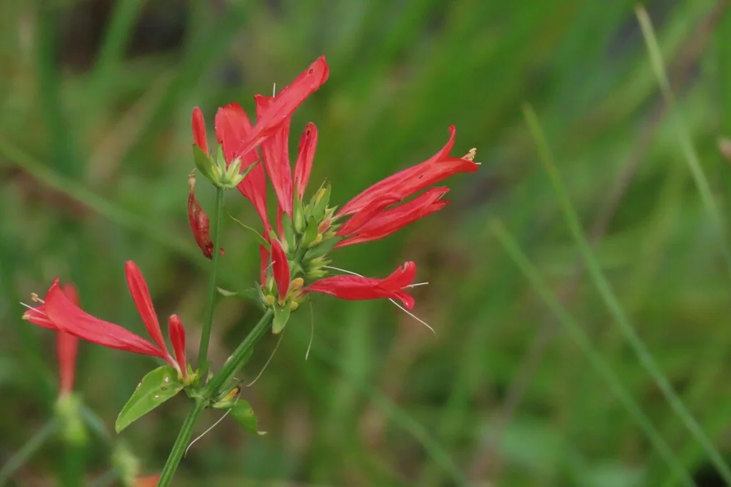Dicliptera Suberecta