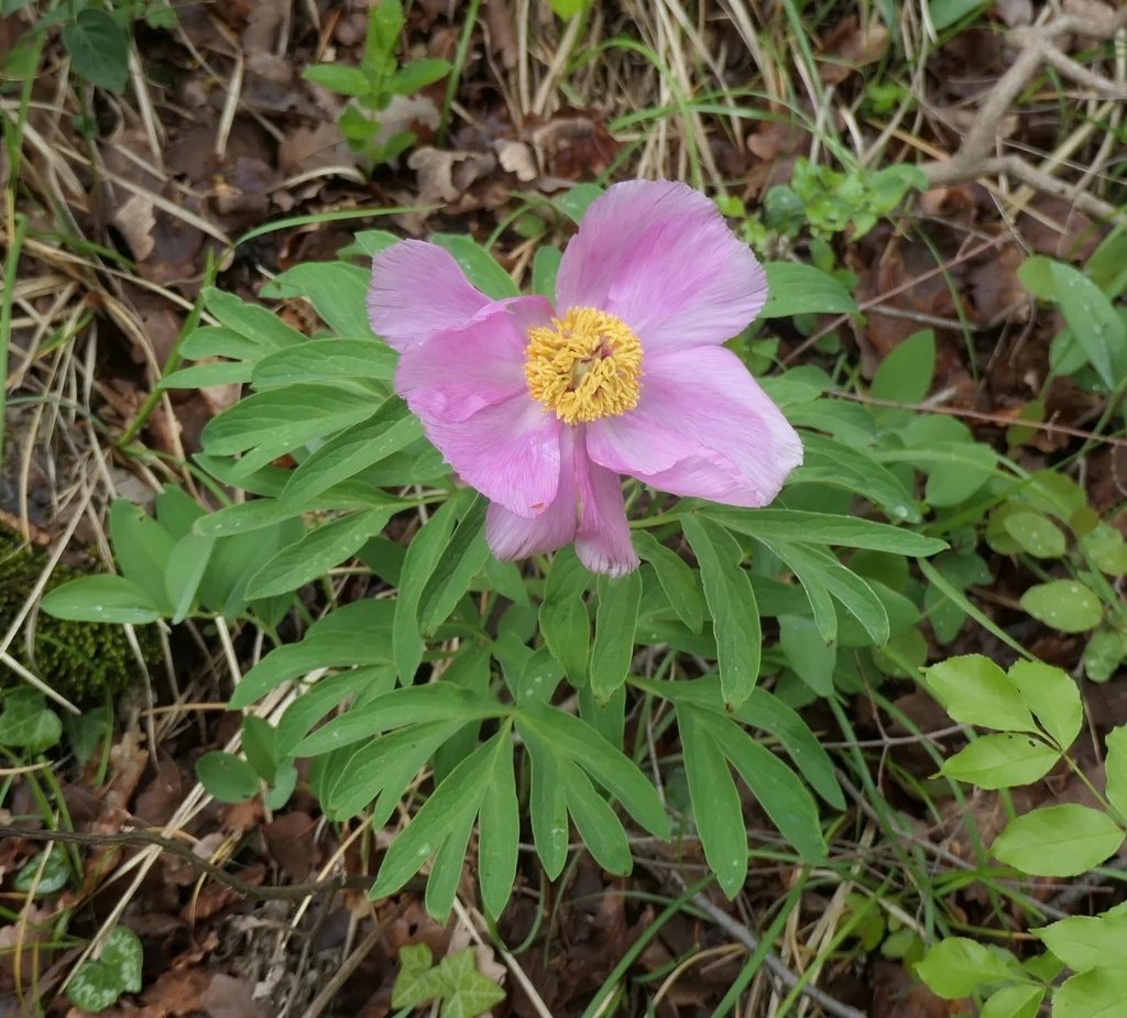 Paeonia Officinalis