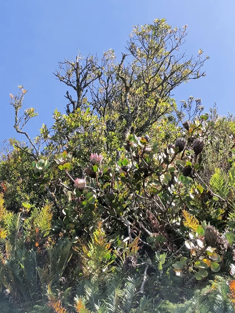 Protea Cynaroides