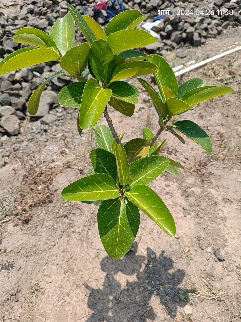 Ficus benghalensis