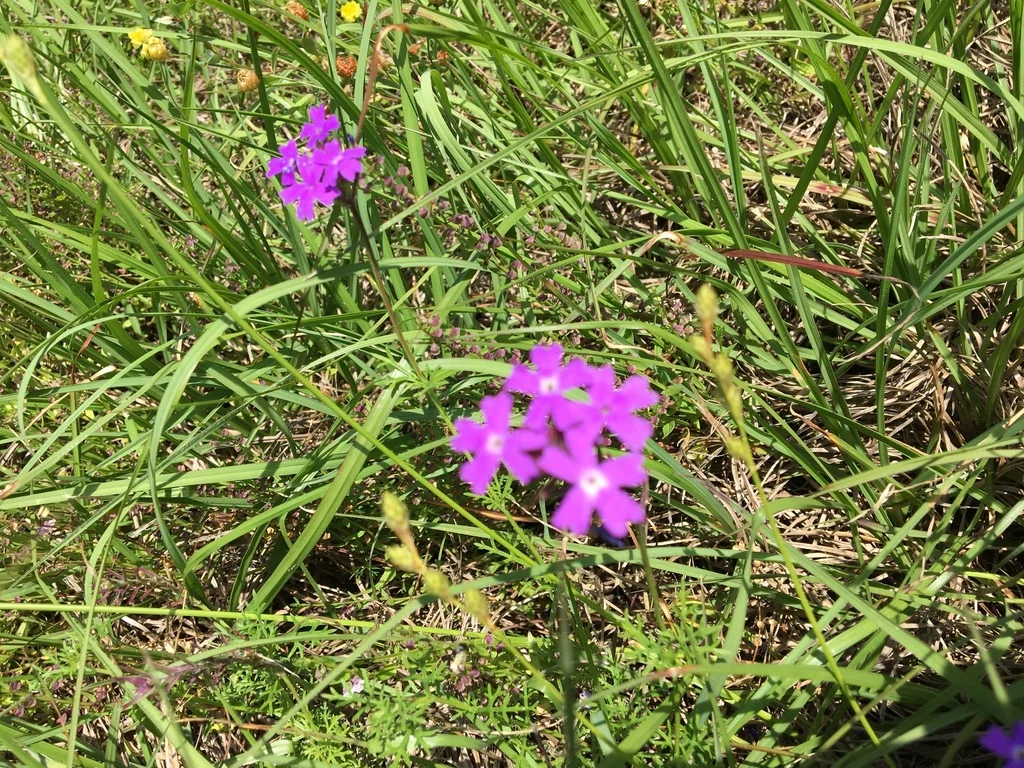 Glandularia Pulchella