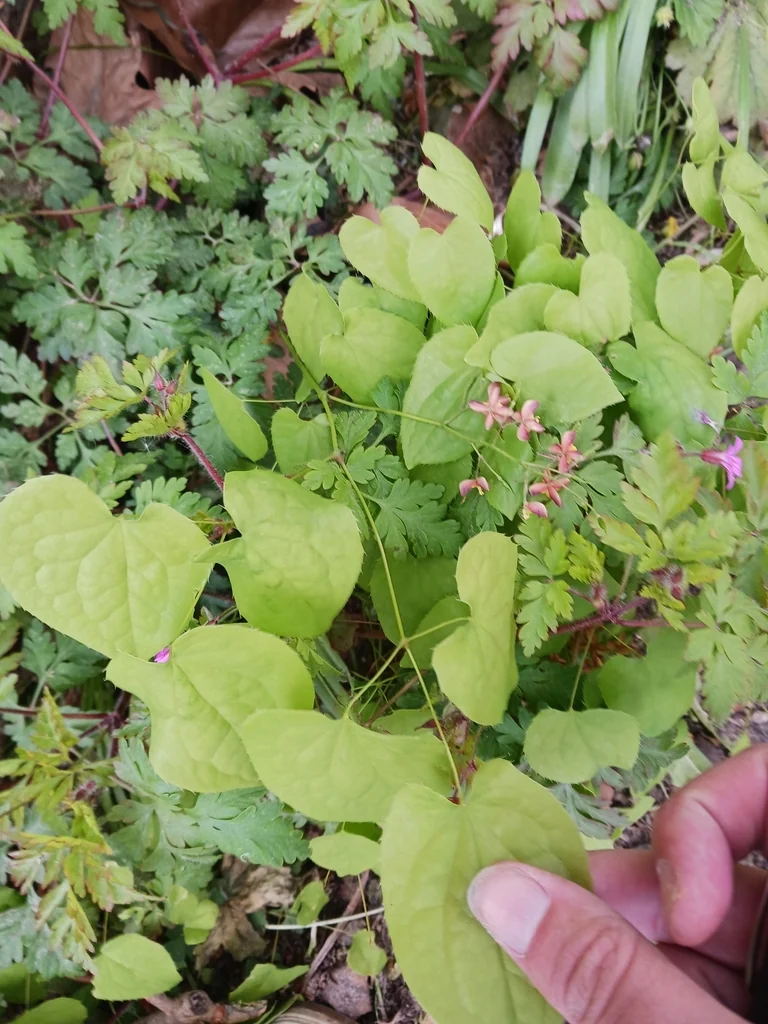 Epimedium Alpinum