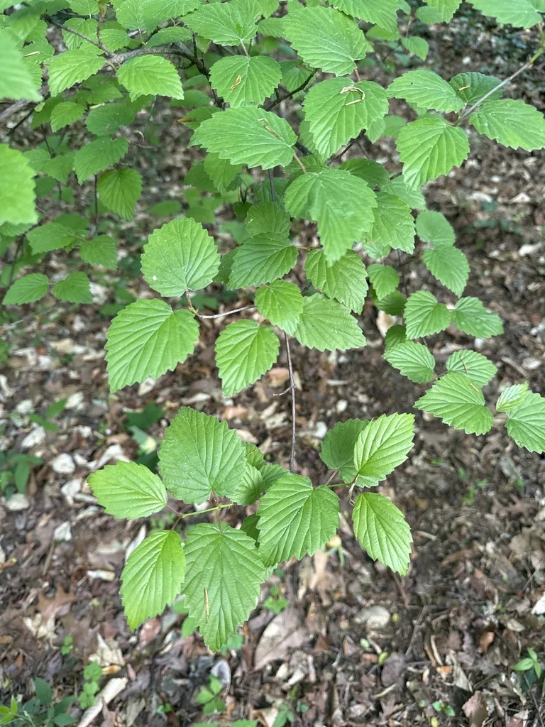 Viburnum Dentatum