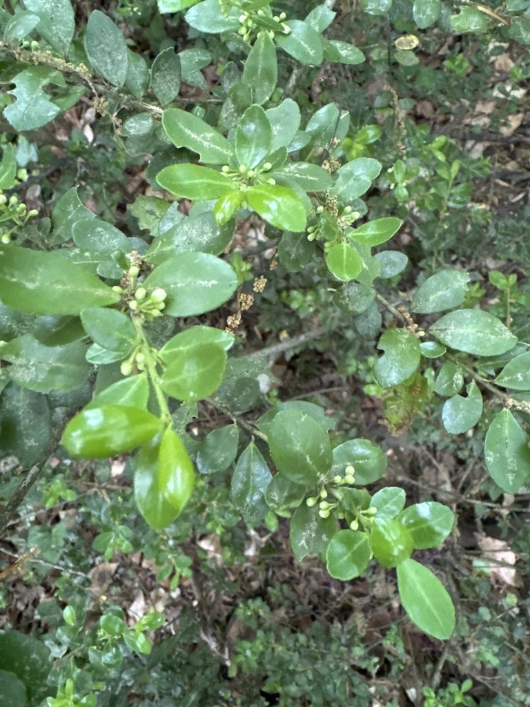 Ilex crenata