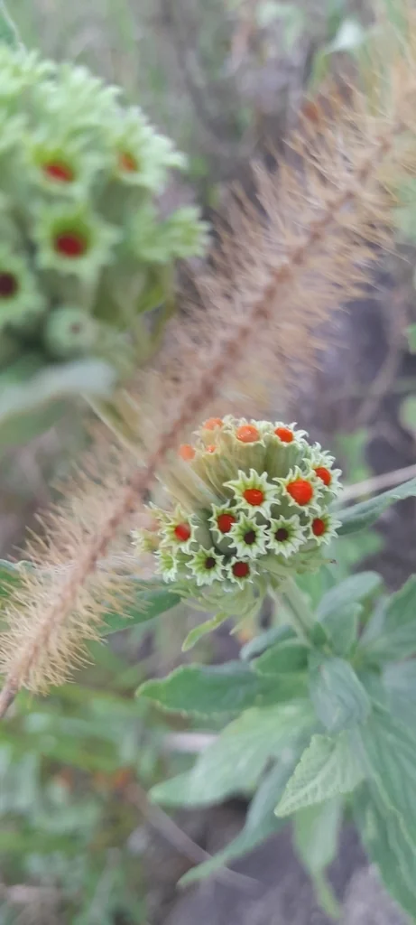 Leonotis Leonurus