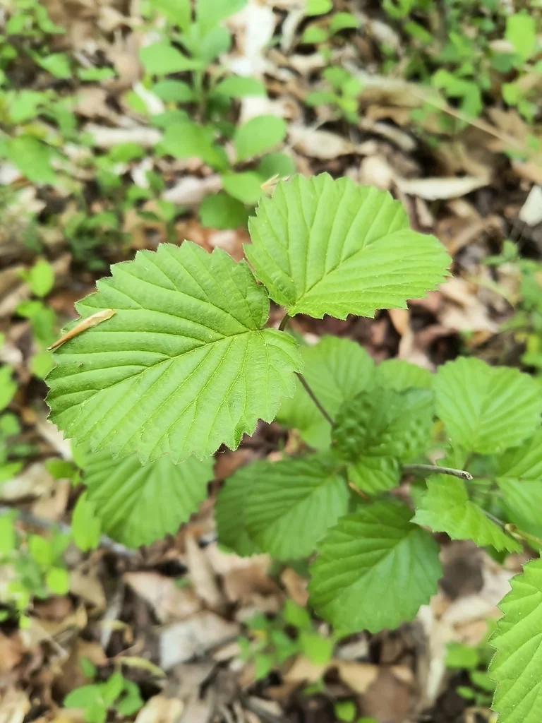 Viburnum Dentatum