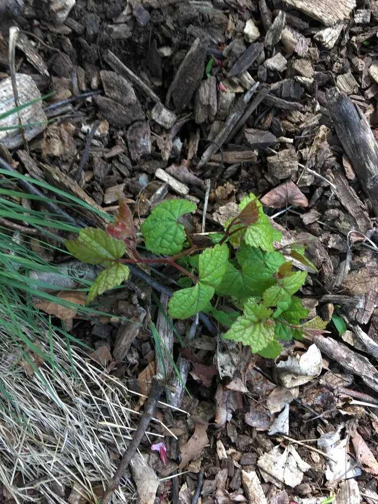 Ampelopsis Brevipedunculata