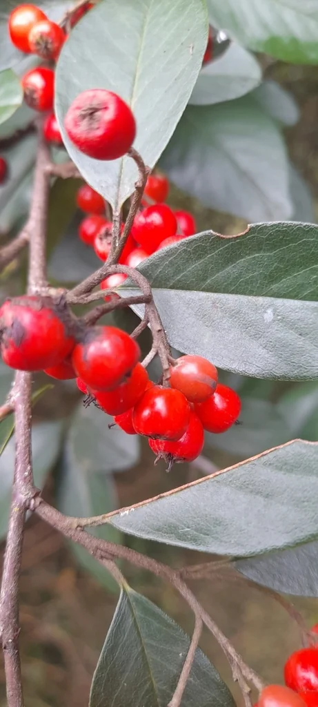 Cotoneaster Glaucophyllus