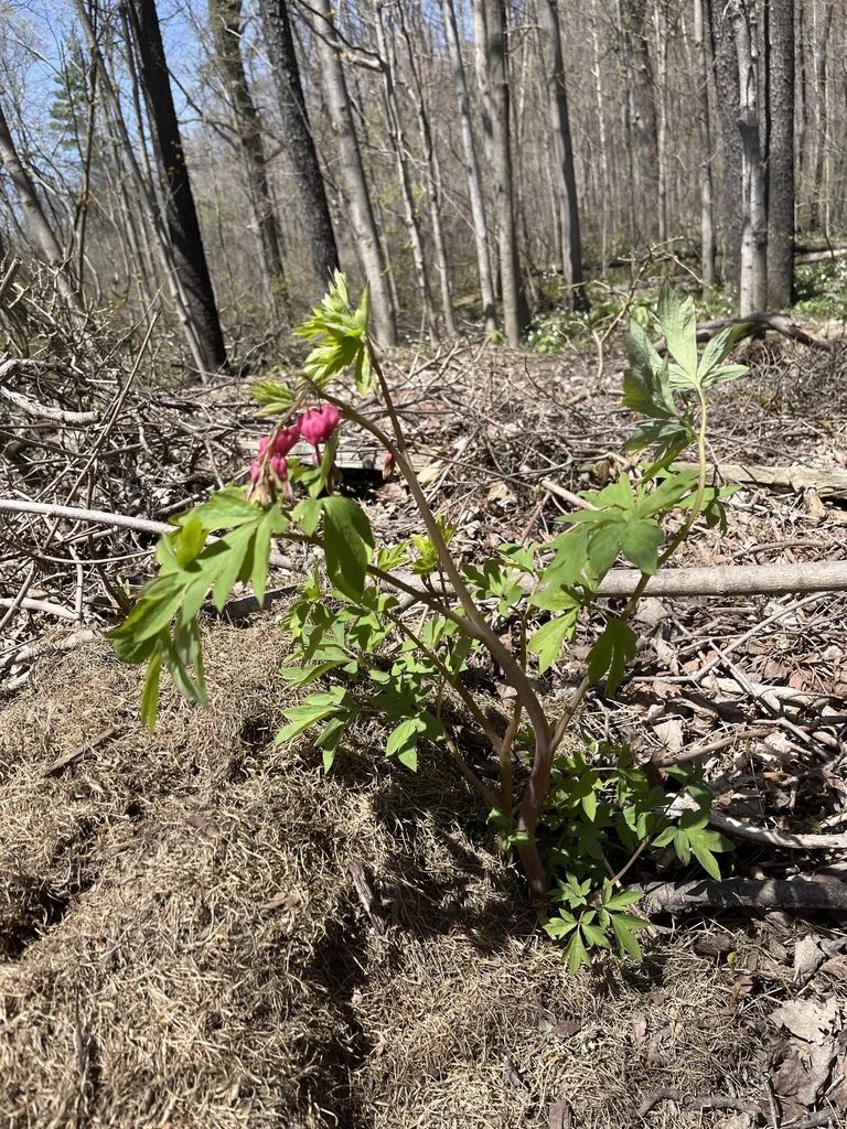 Dicentra spectabilis
