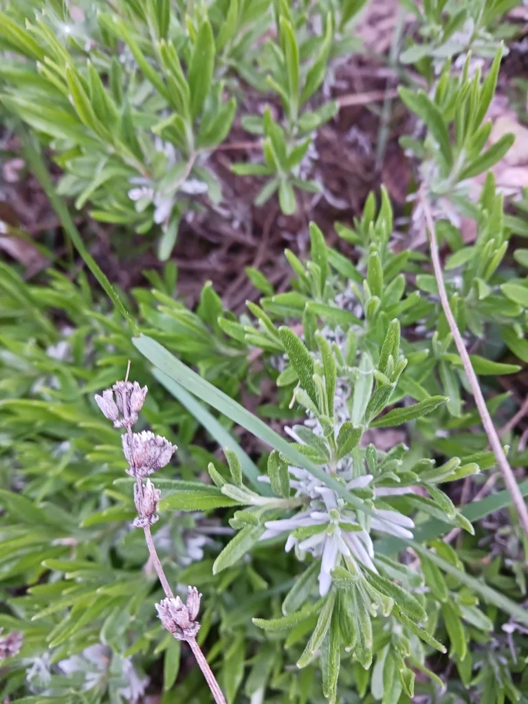 Lavandula angustifolia