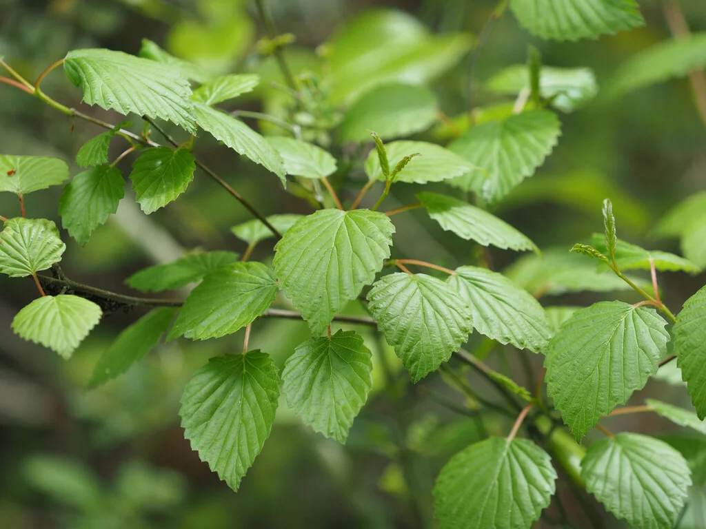 Viburnum Dentatum