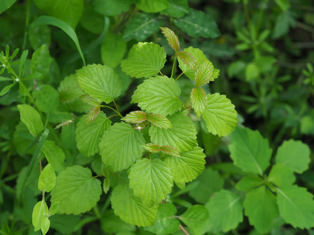 Viburnum Dentatum