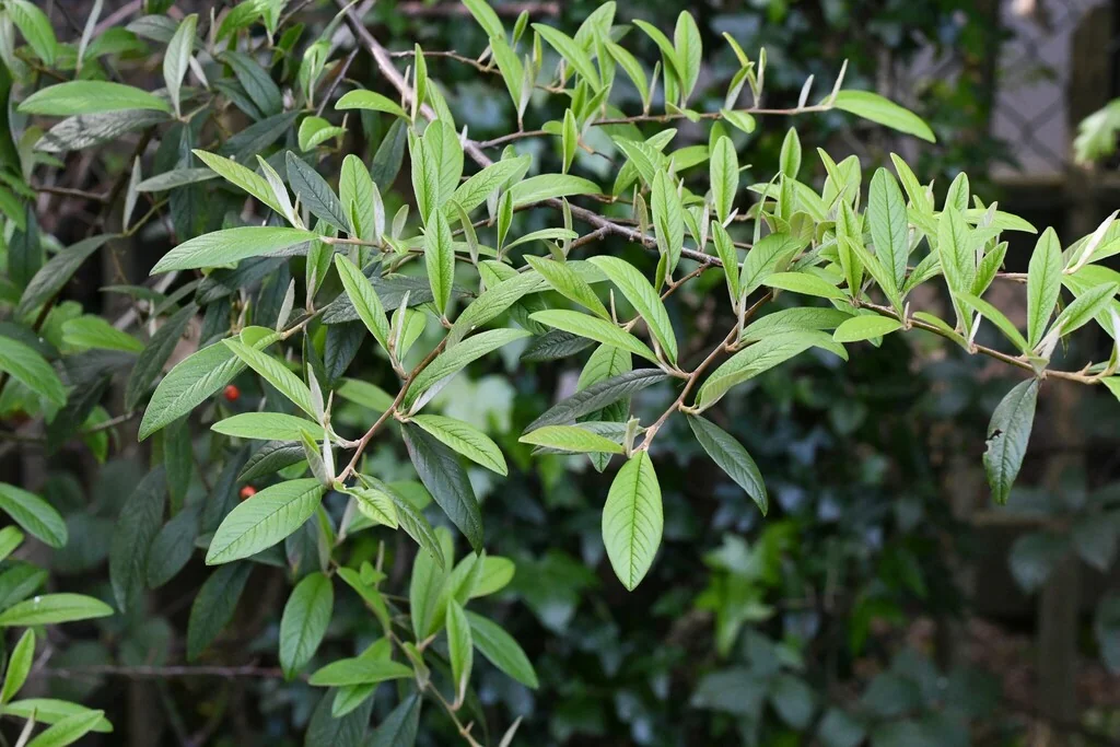 Cotoneaster Salicifolius