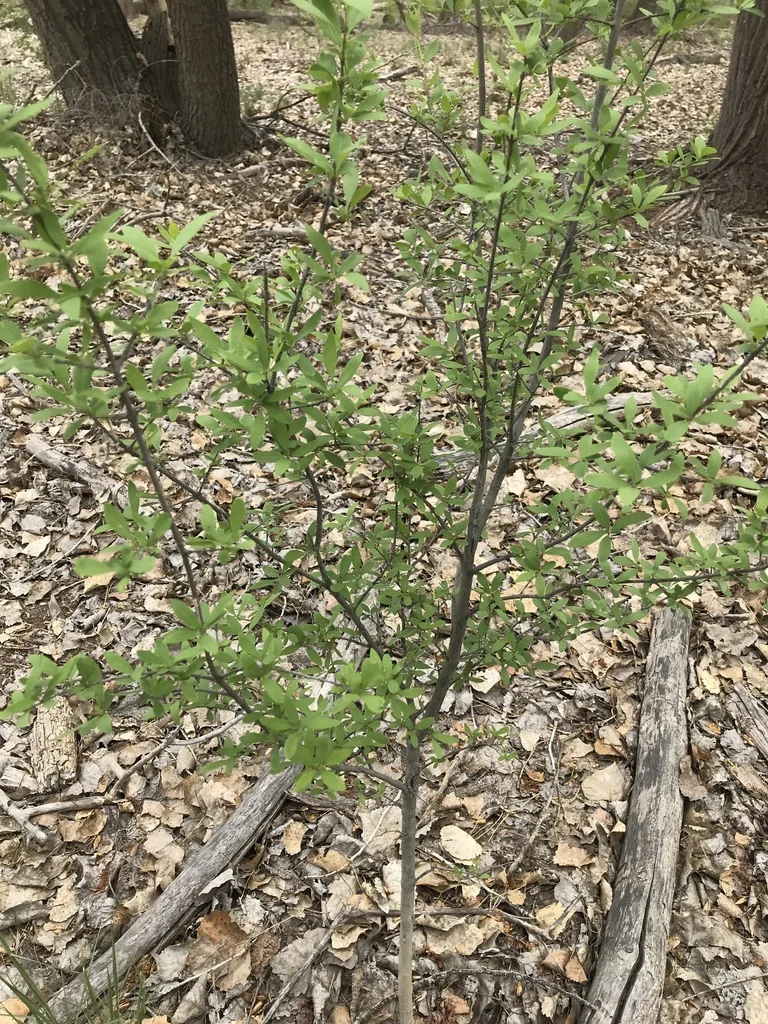 Forestiera Neomexicana