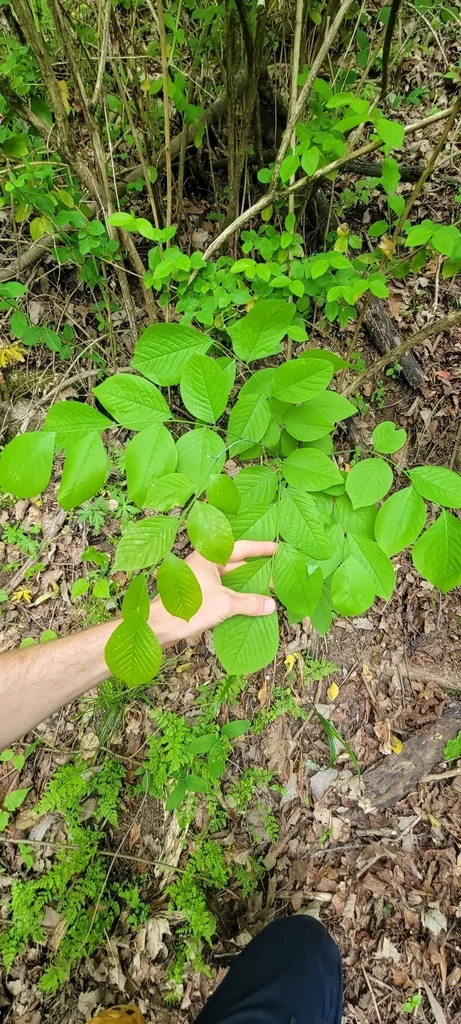 Cladrastis Kentukea