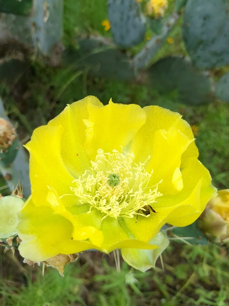 Opuntia Lindheimeri