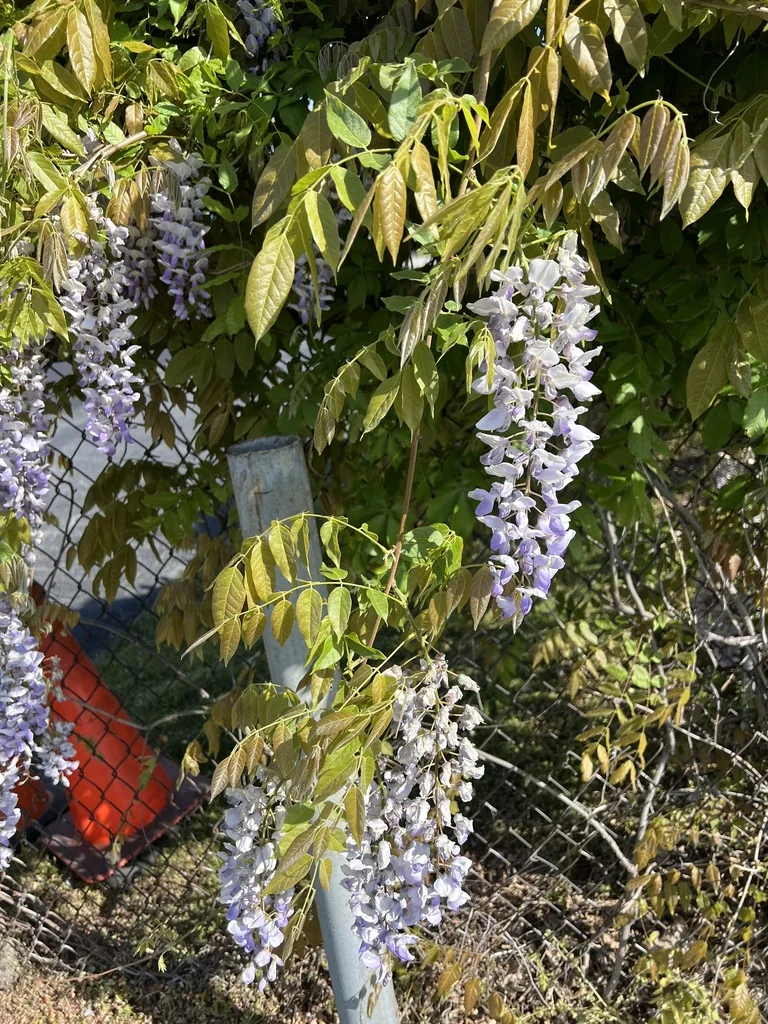Wisteria Sinensis