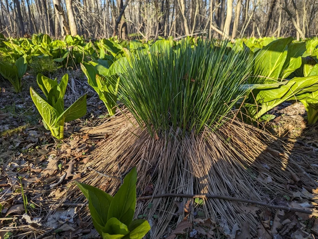 Carex Stricta