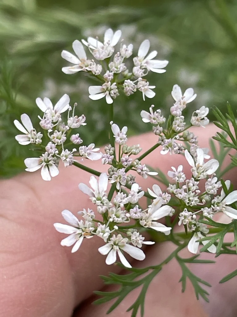 Coriandrum Sativum