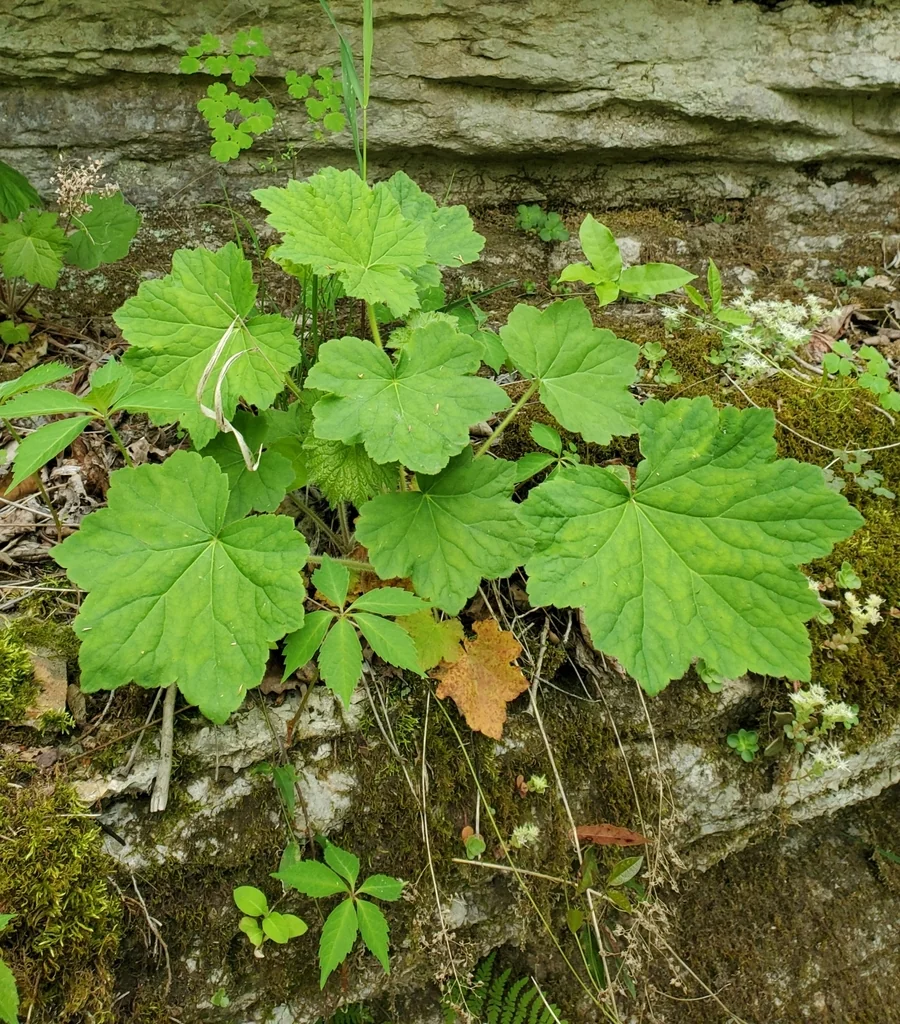 Heuchera Villosa