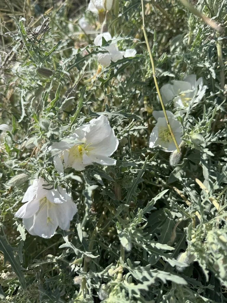 Oenothera californica