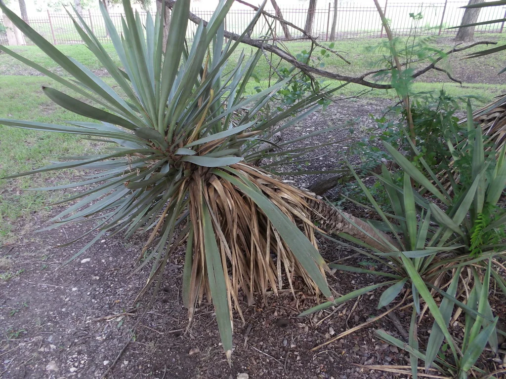 Yucca Treculiana