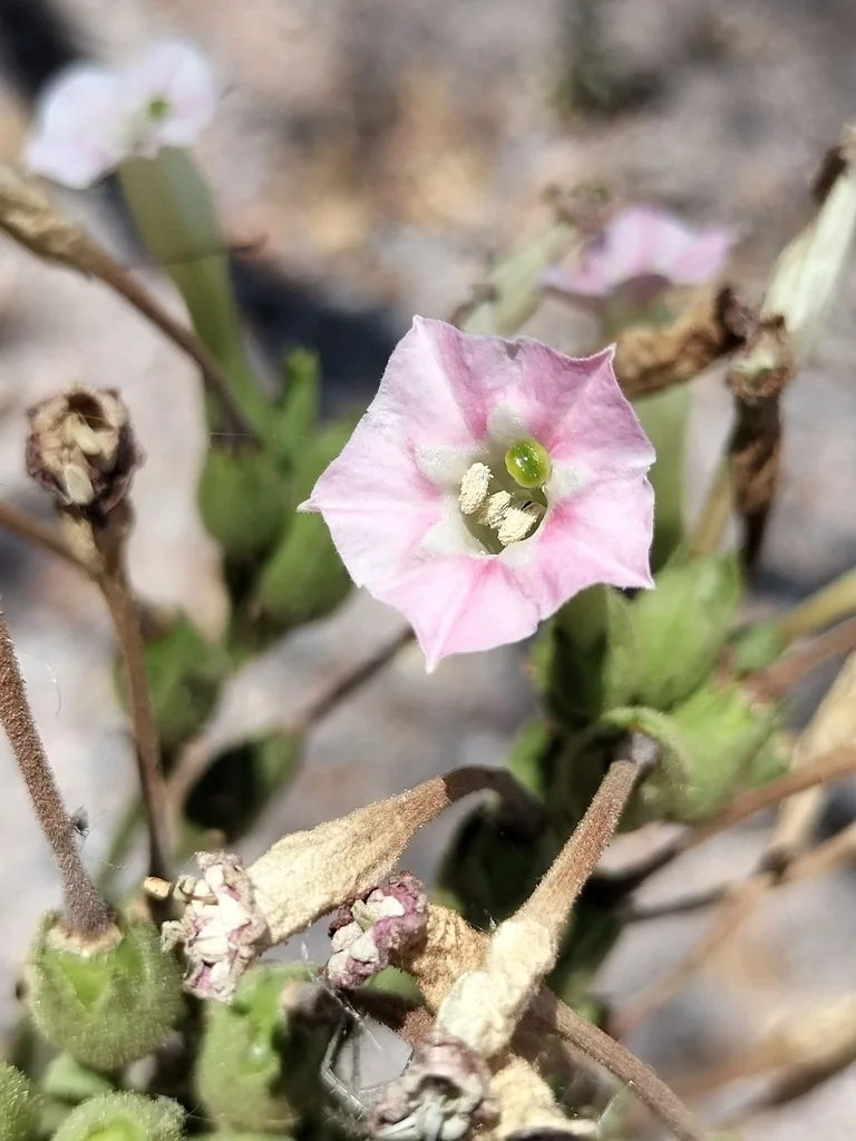 Nicotiana Tabacum