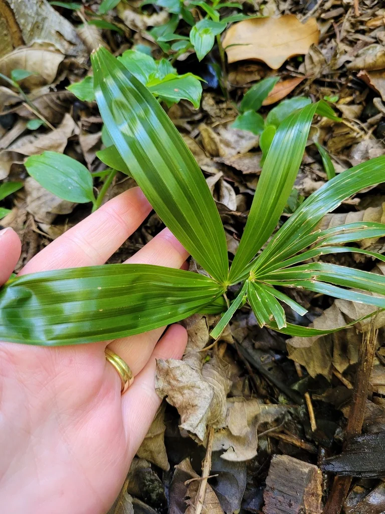 Trachycarpus Wagnerianus