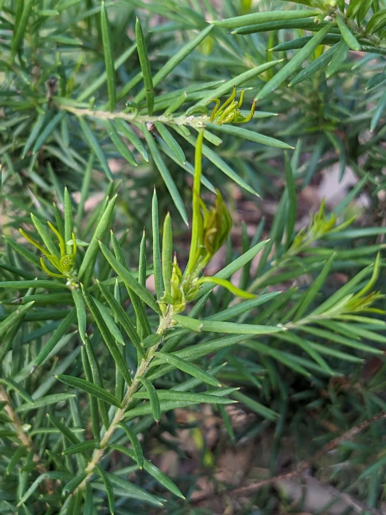 Grevillea Rosmarinifolia