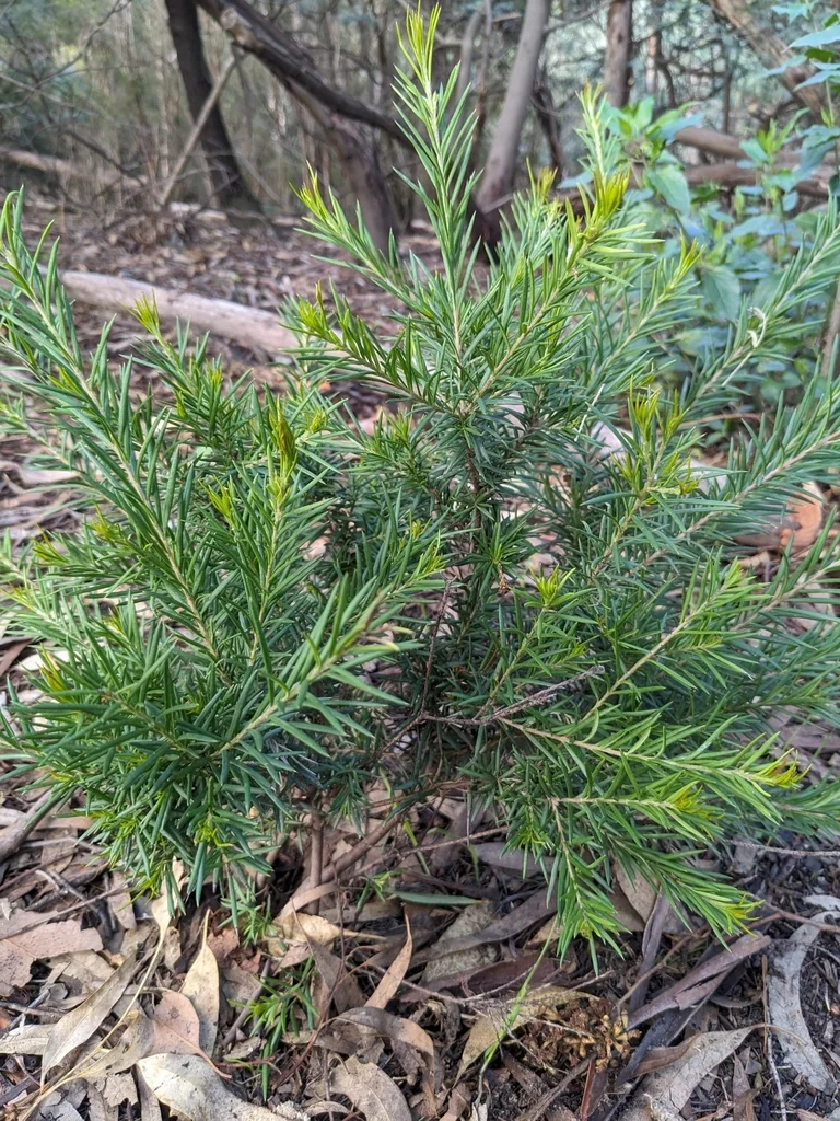Grevillea Rosmarinifolia