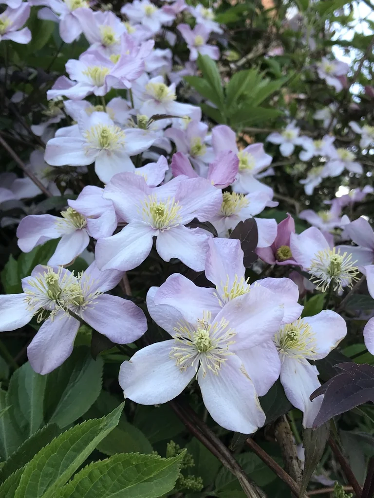 Clematis Montana