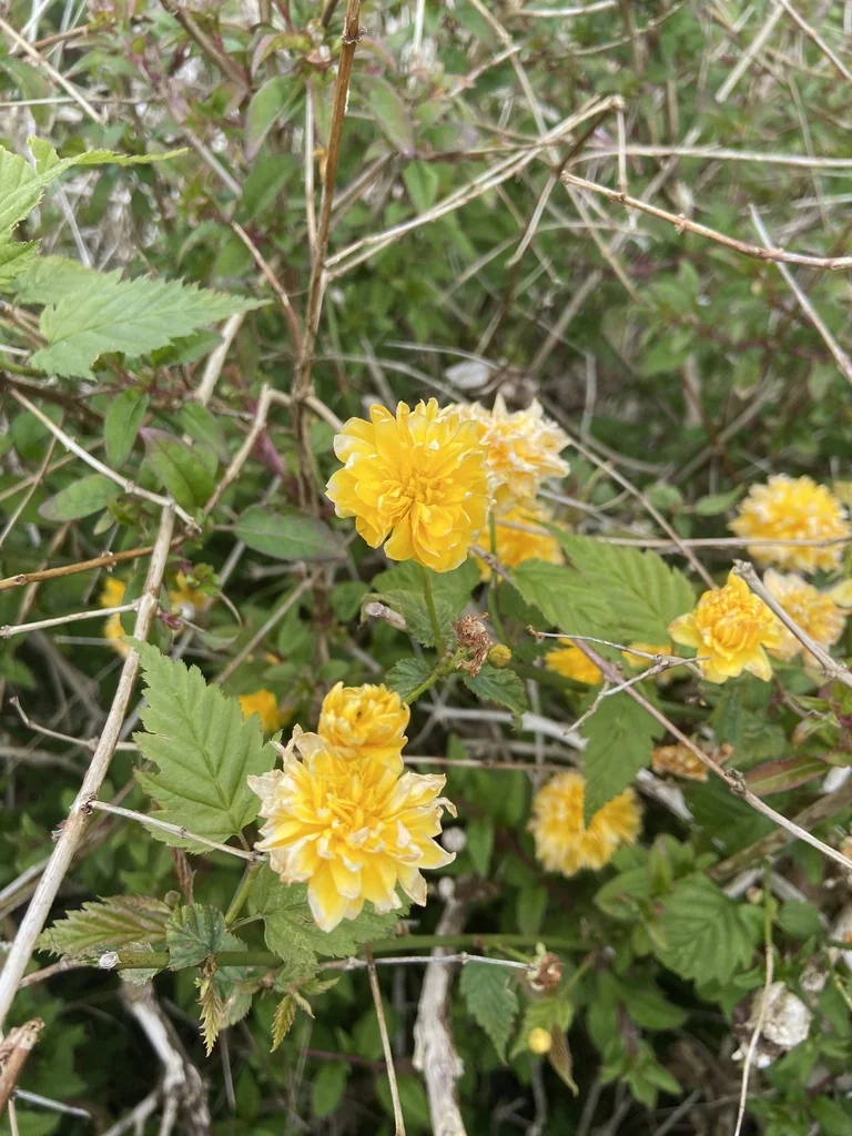 Kerria Japonica